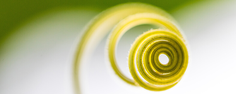 A green plant swirl